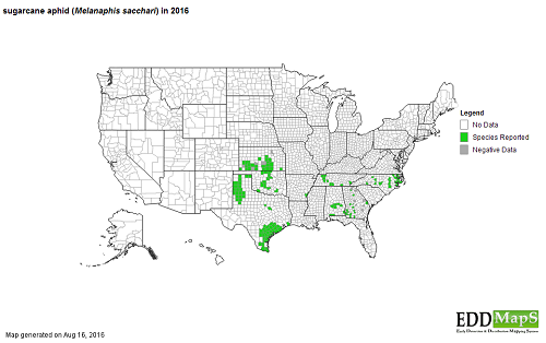 US Sugarcane aphid map