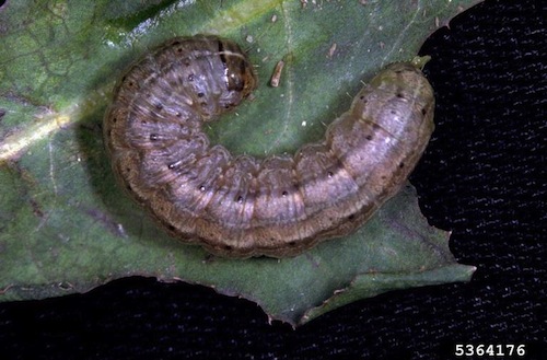 army cutworm larvae
