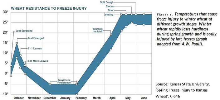 wheat resistance to freeze injury