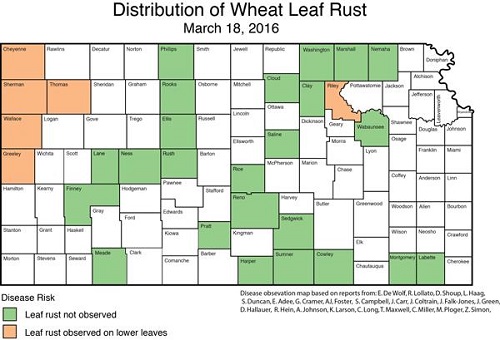 distribution of wheat leaf rust 031816