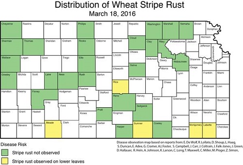 Distribution of wheat stripe rust 031816
