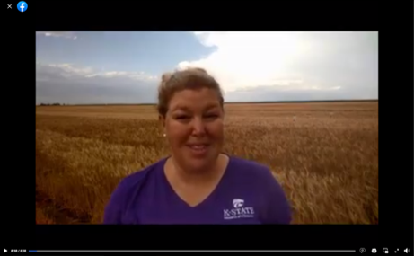 Moisture on Wheat Video