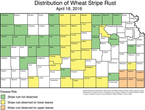 Distribution of Stripe Rust 4-18-16