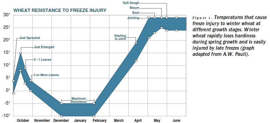 Freeze Injury Chart