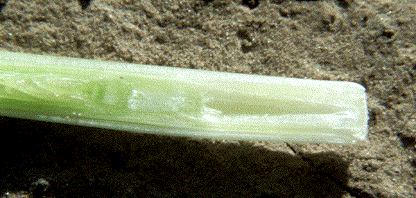 hollow stem