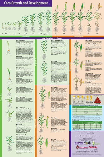 corn chart