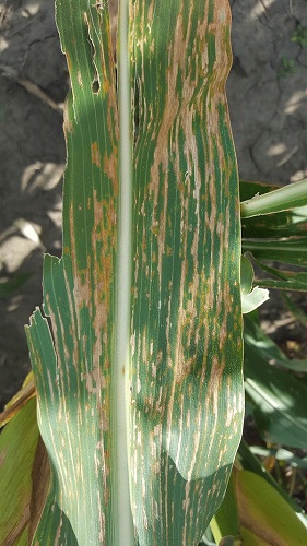 bacterial streak-leaf