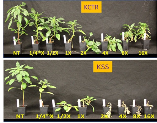 dicamba