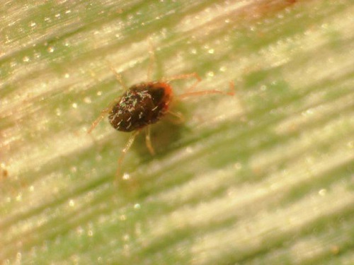 brown wheat mite