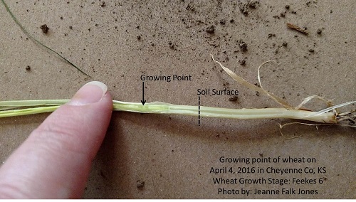Winter Wheat Growth Stages Chart