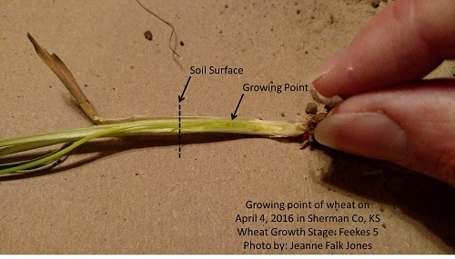 growing point below surface