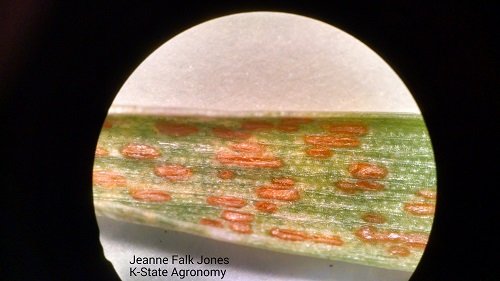 stripe rust advanced close up