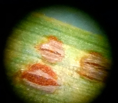 stripe rust close up