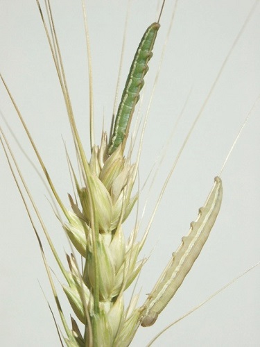 wheat head armyworm