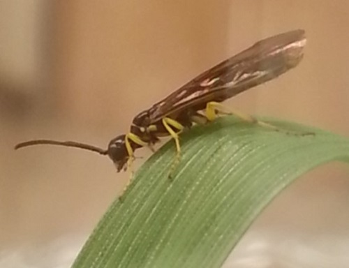 wheat stem sawfly