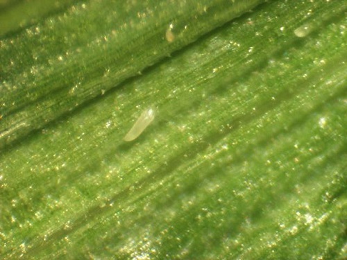 wheat curl mite