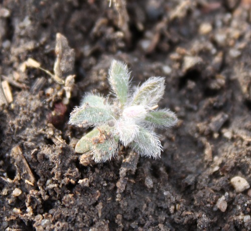 baby kochia