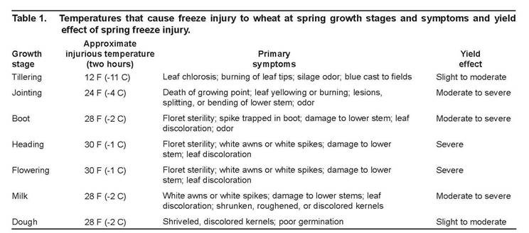 temps that cause freeze injury