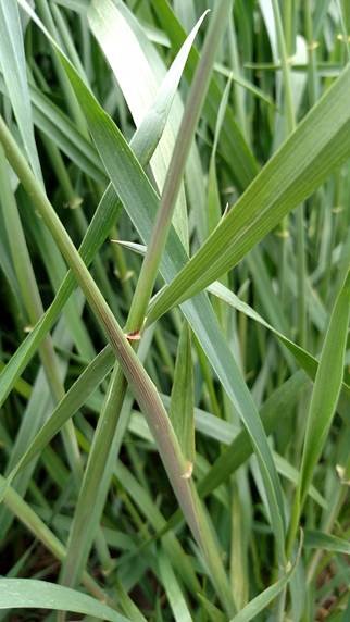 purpling on wheat