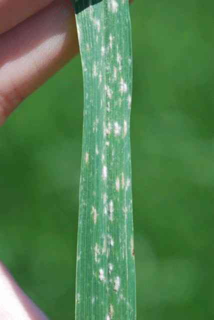 stripe rust