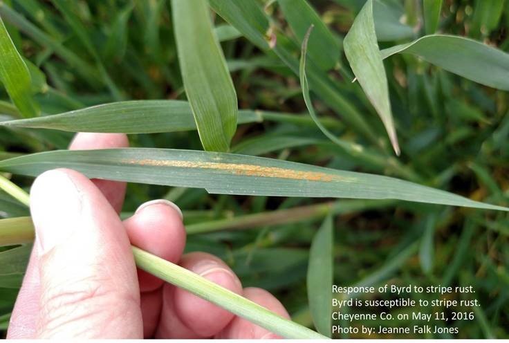 leaf rust 05162019