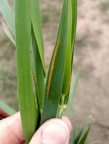 stripe rust on leaf 05162019