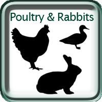 Poultry & Rabbits