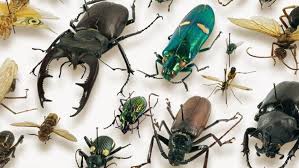 Entomology pic