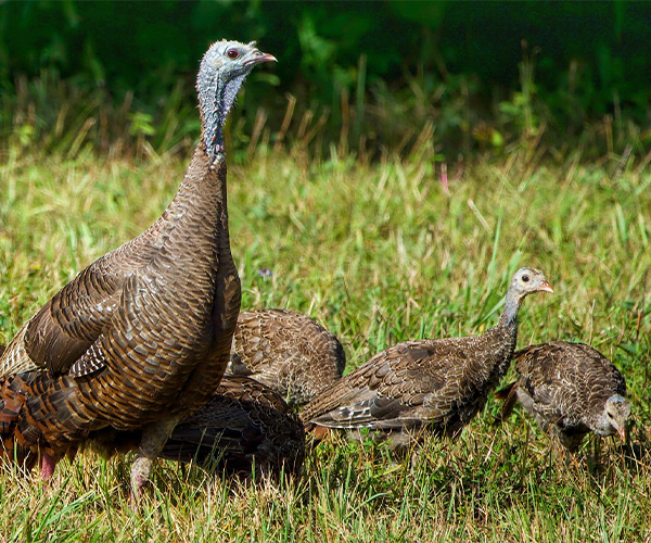 Wildlife photo