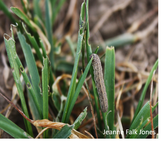 Army Cutworm picture