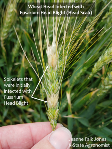 Fusarium Head Scab on Wheat