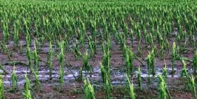 Hail Damage to Corn