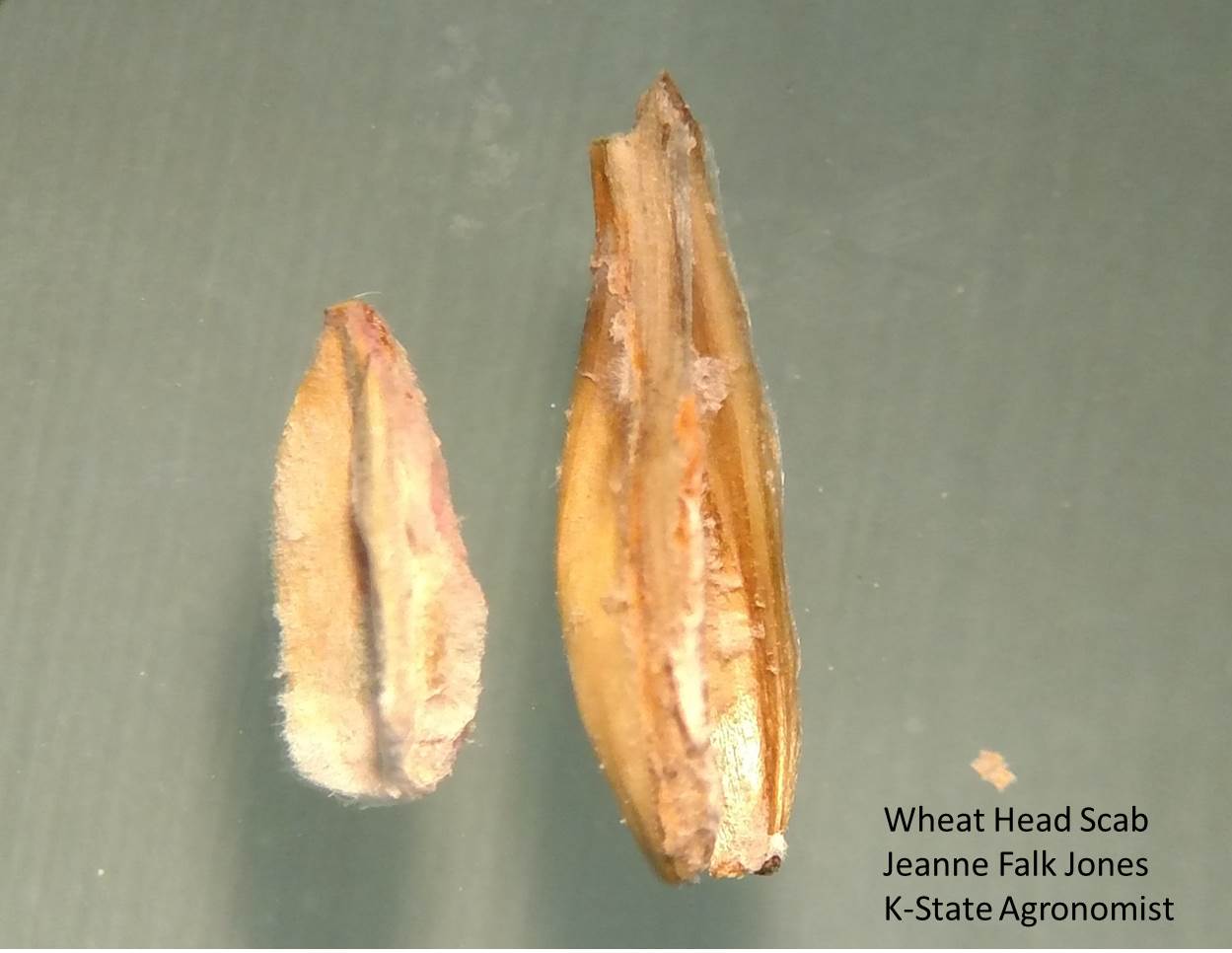 Fusarium Head Blight on Wheat Kernel Fusarium Head Blight on Kernel