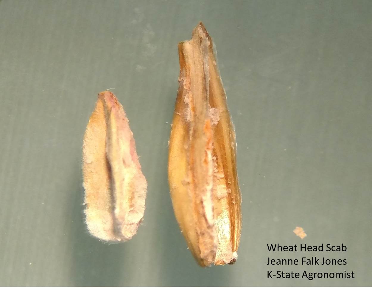 Fusarium Head Blight on Kernel