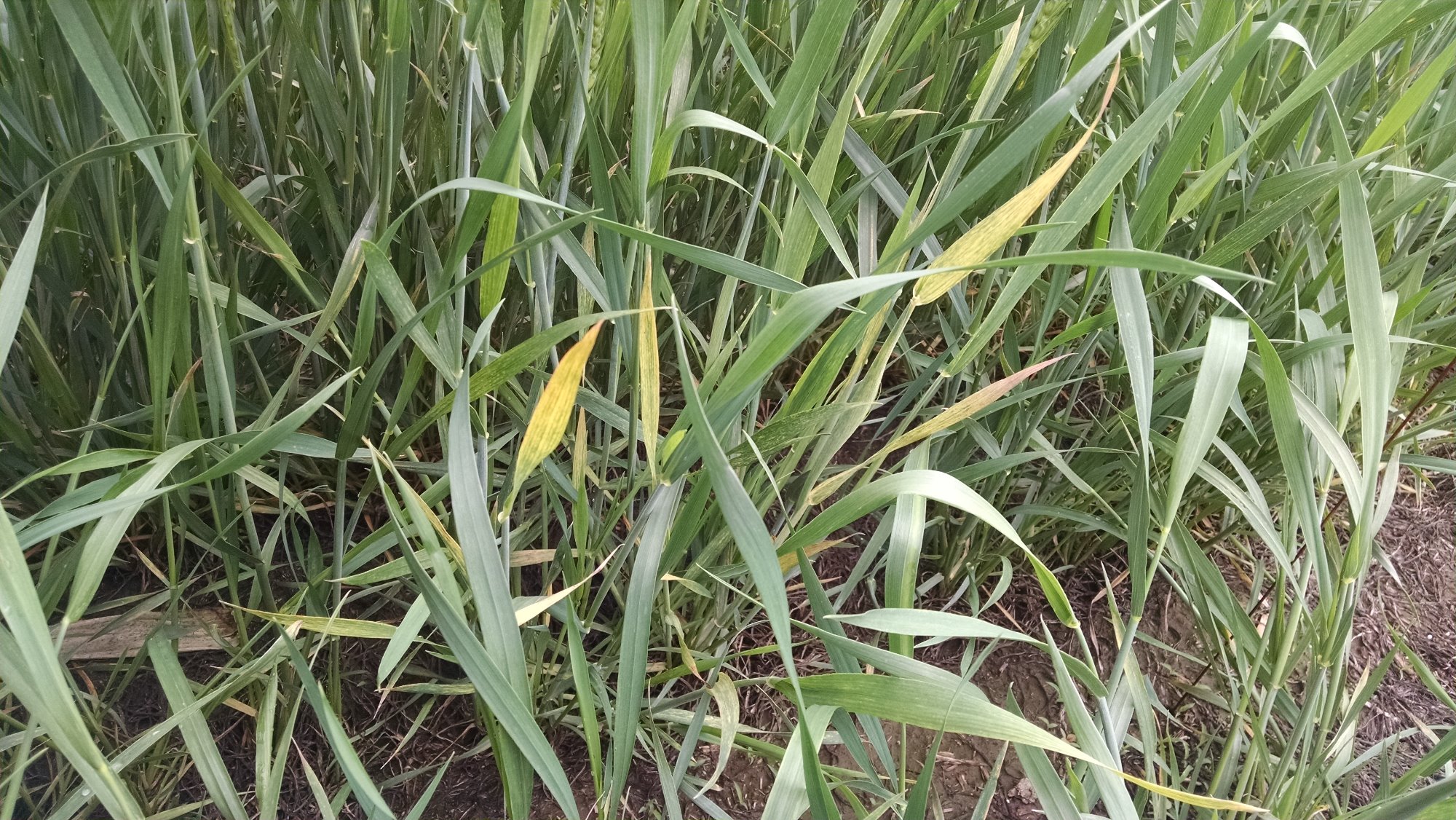 Wheat_Streak_Mosaic_Leaves