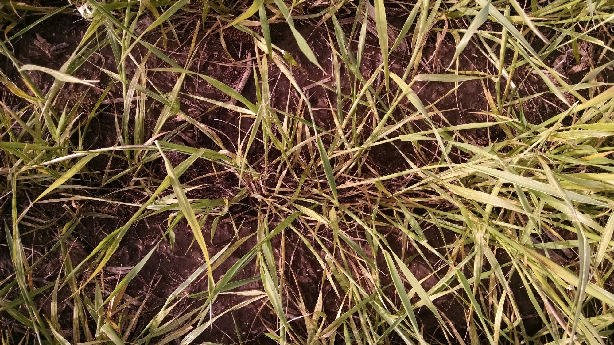 Wheat_Streak_Mosaic_Splaying