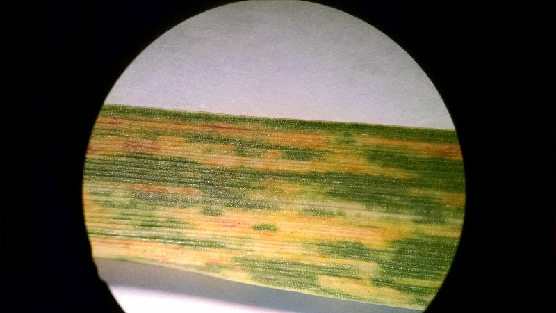 Wheat_Streak_Mosaic_UnderMicroscope