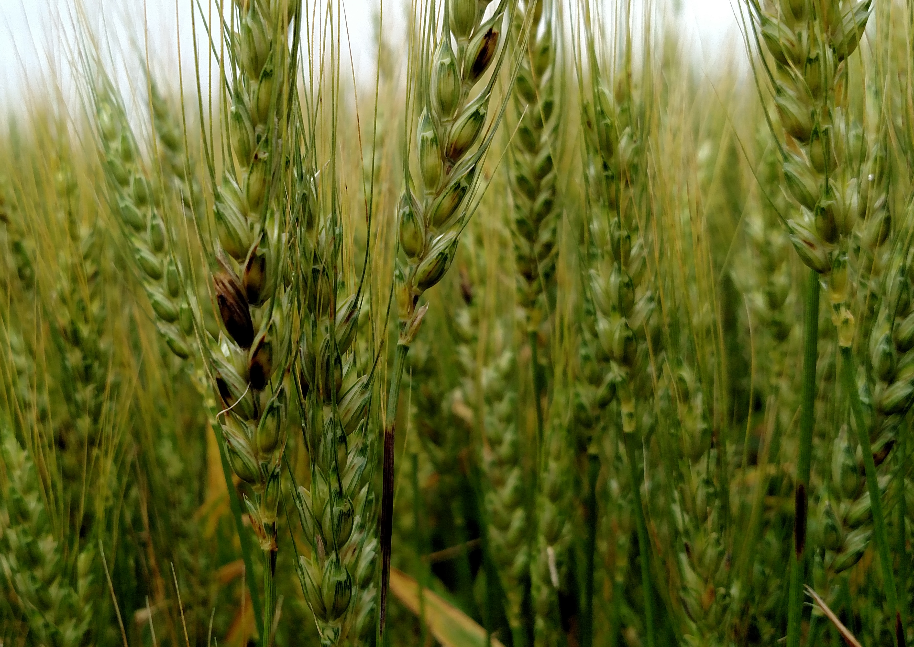 black chaff head and stem