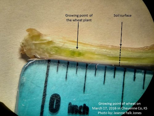 prejointing wheat 3-17-16a
