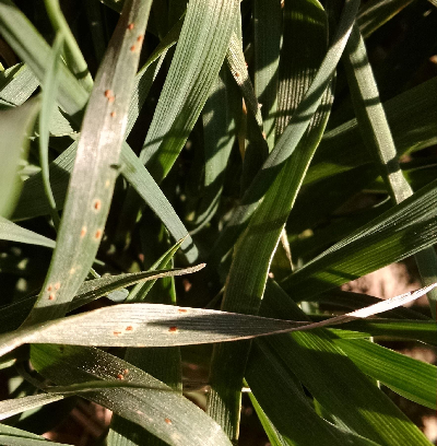 Wheat Rust