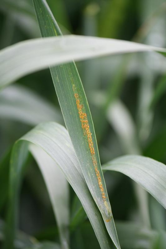 stripe rust vertical