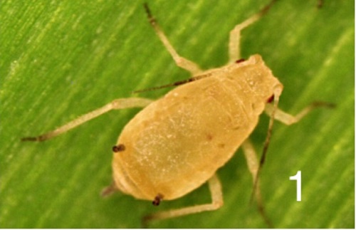 Sugarcane Aphid