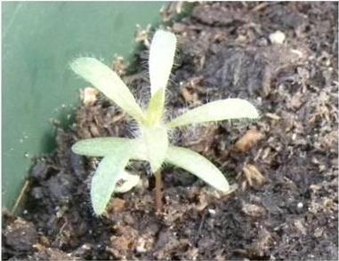 Seedling