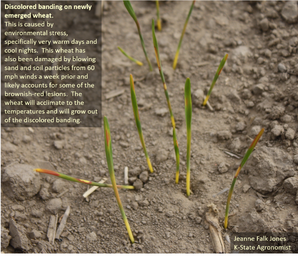 Discolored Bands on Newly Emerged Wheat