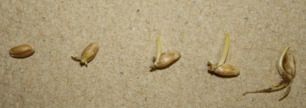 germination