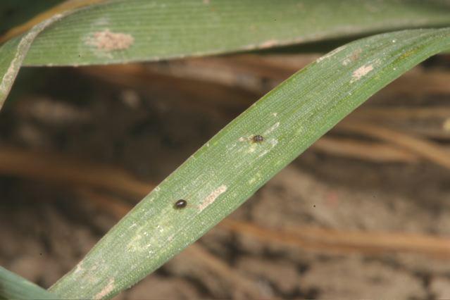 Brown Mite on leaf