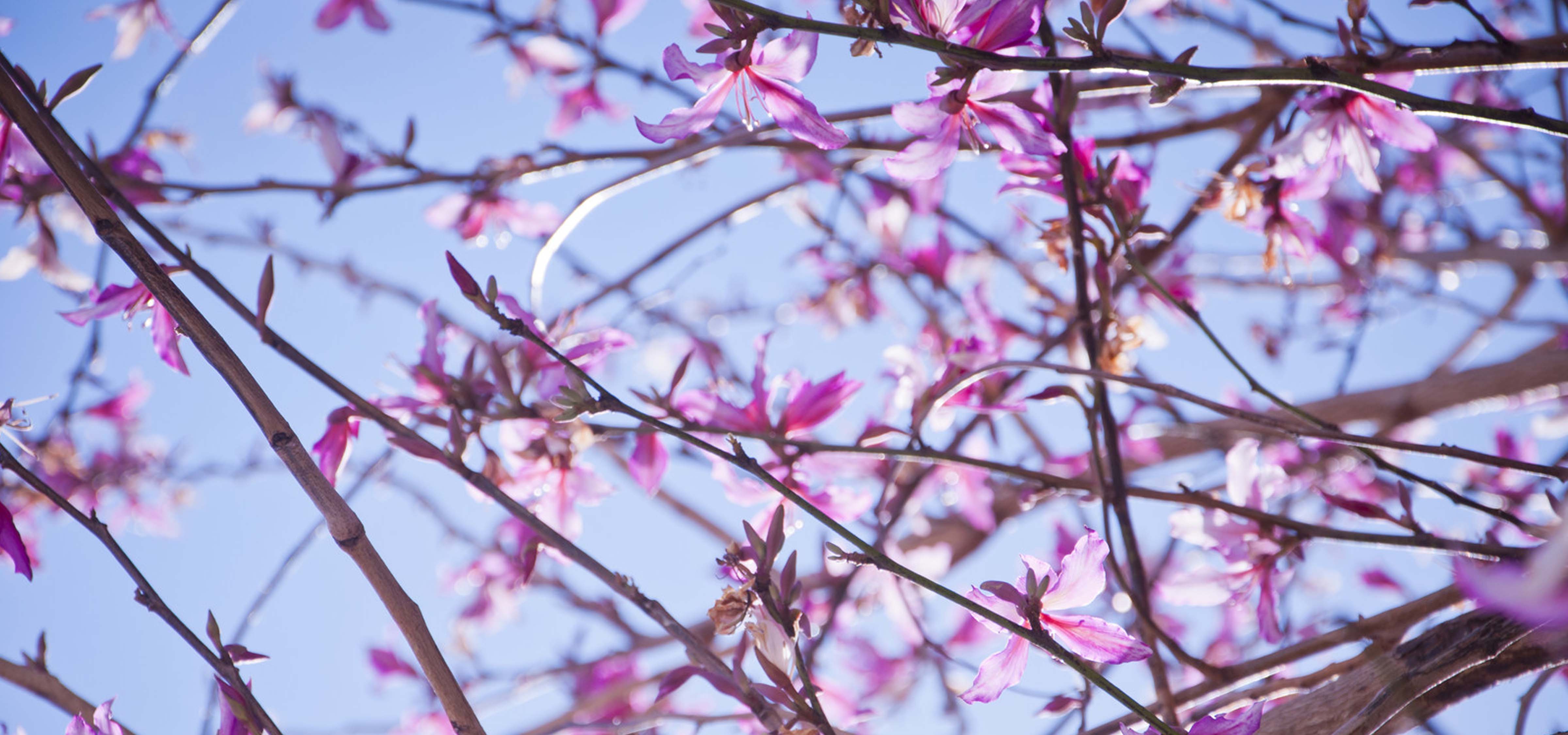 amtelope_main_header