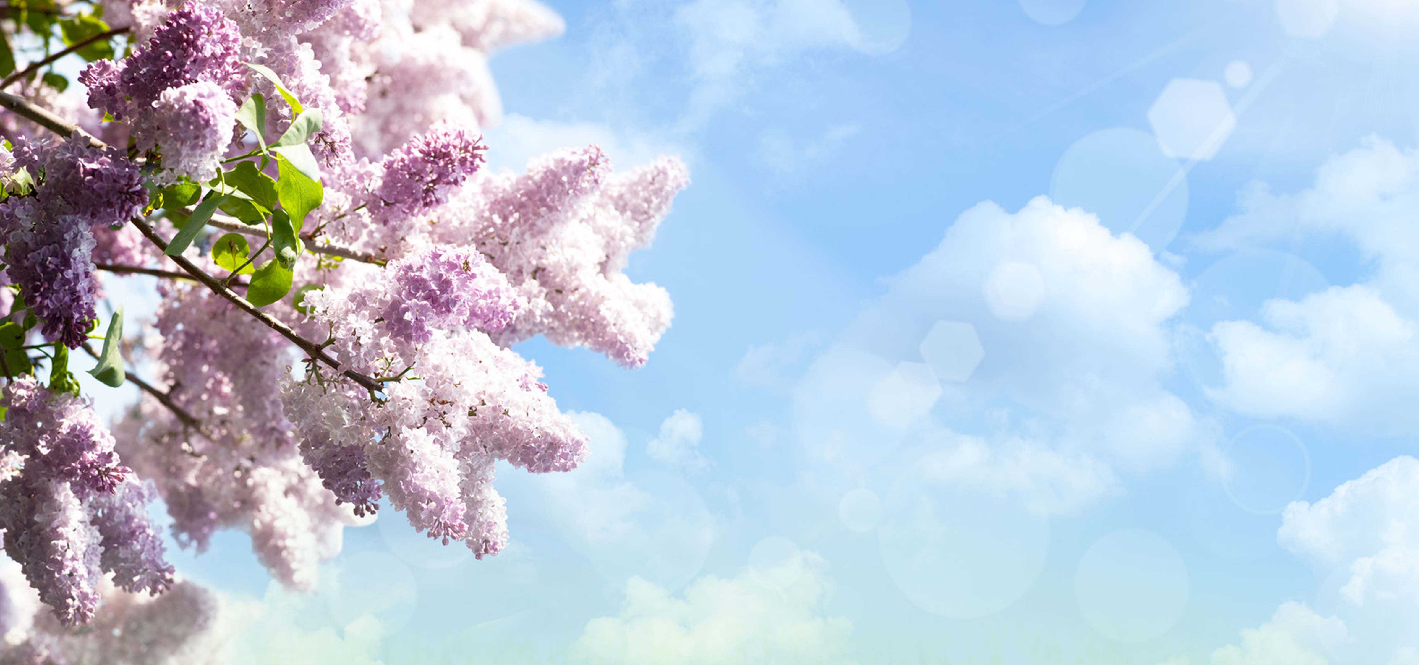 amtelope_main_header