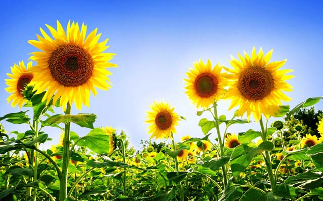 Sunflower Field